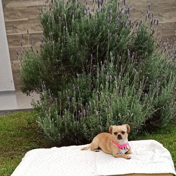 -Mel Cristiane Def&aacute;cio 