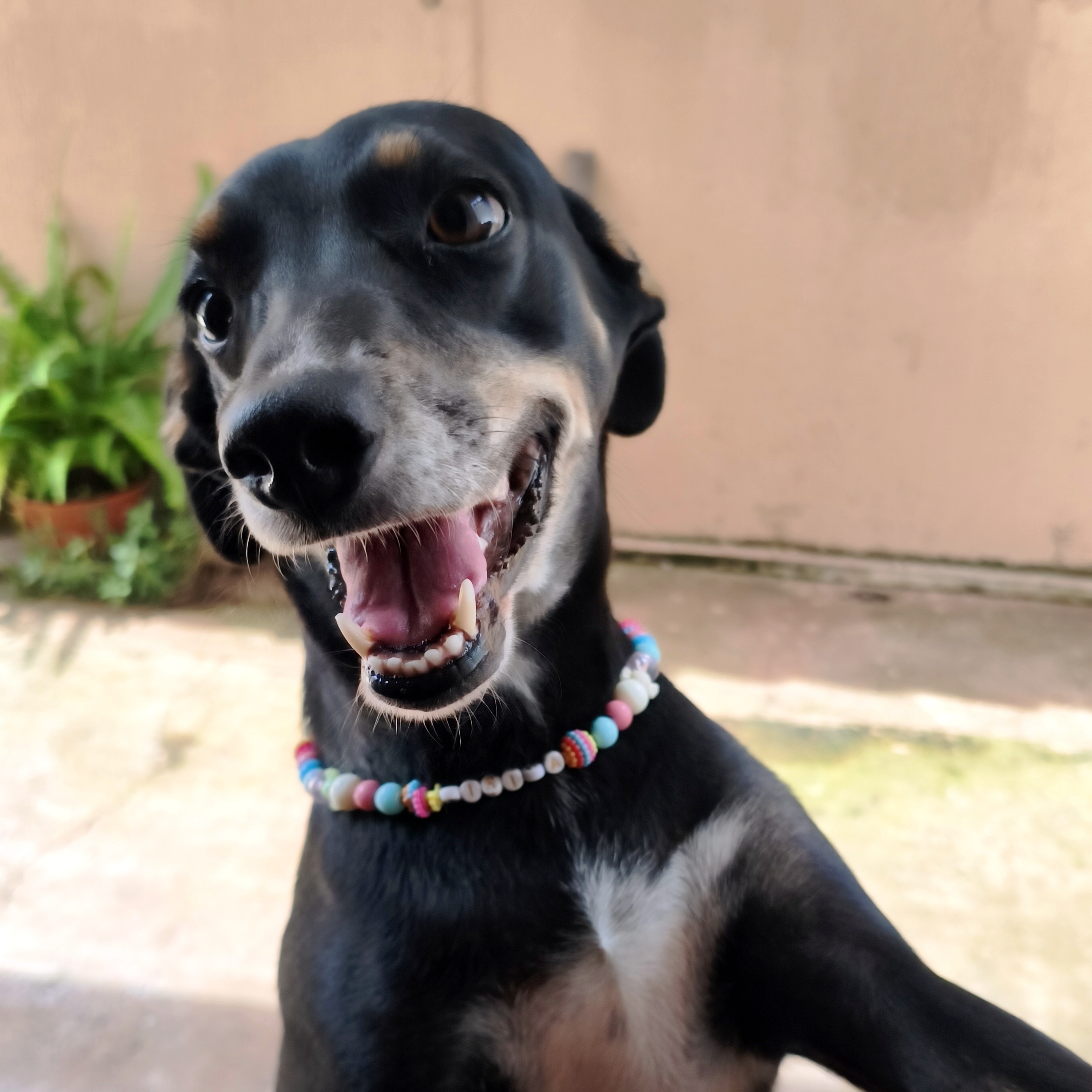 Tirica Bruno Matias Larissa Bruno Matias