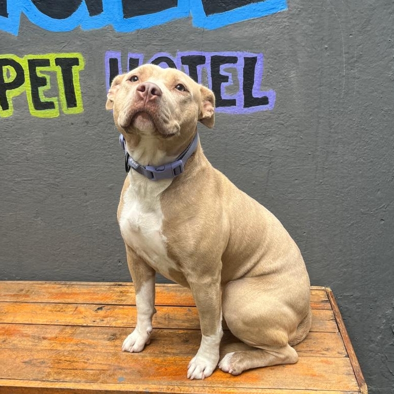 Athena Samantha Cristina Campos do Prado