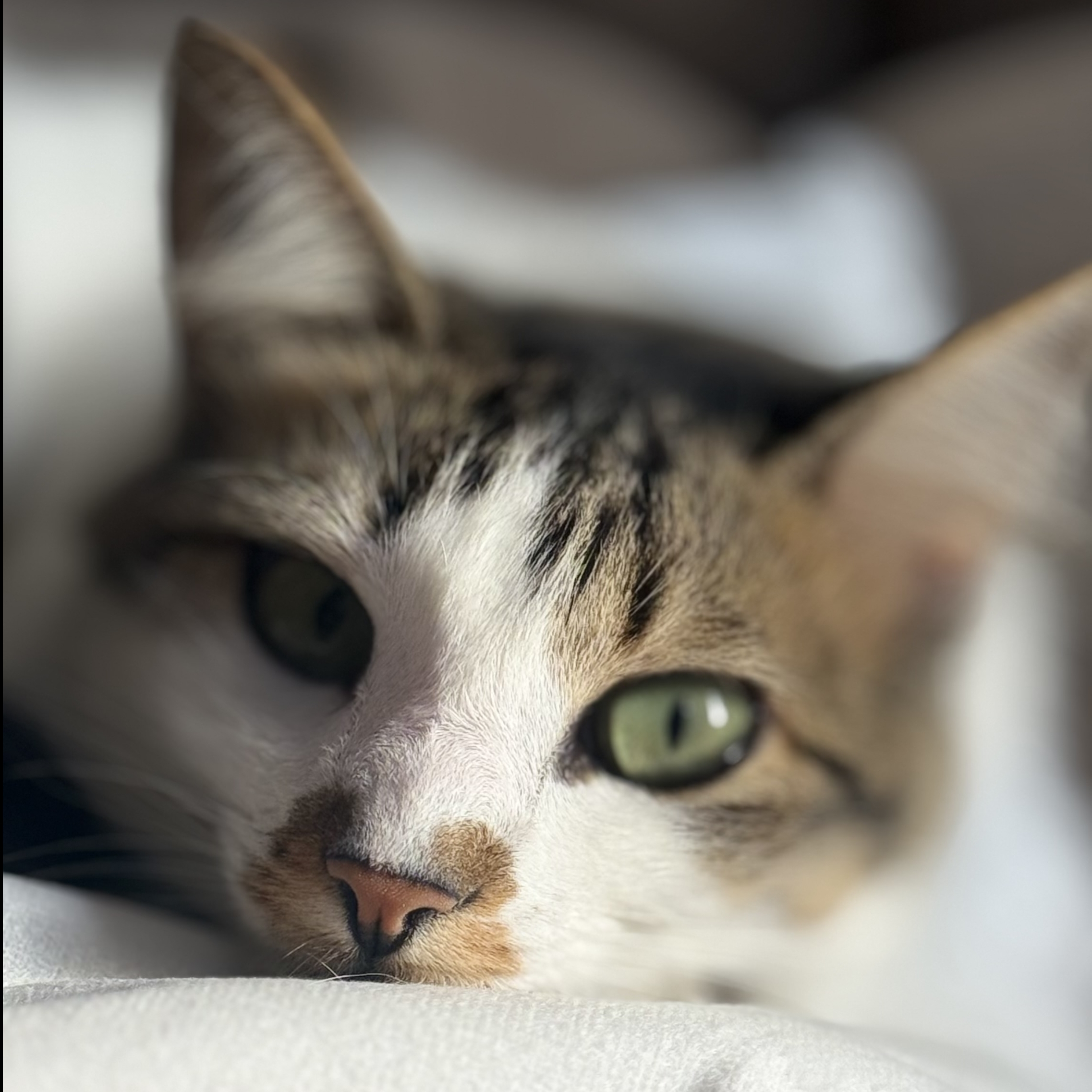 Tereza Cristina Kakau Cardozzo